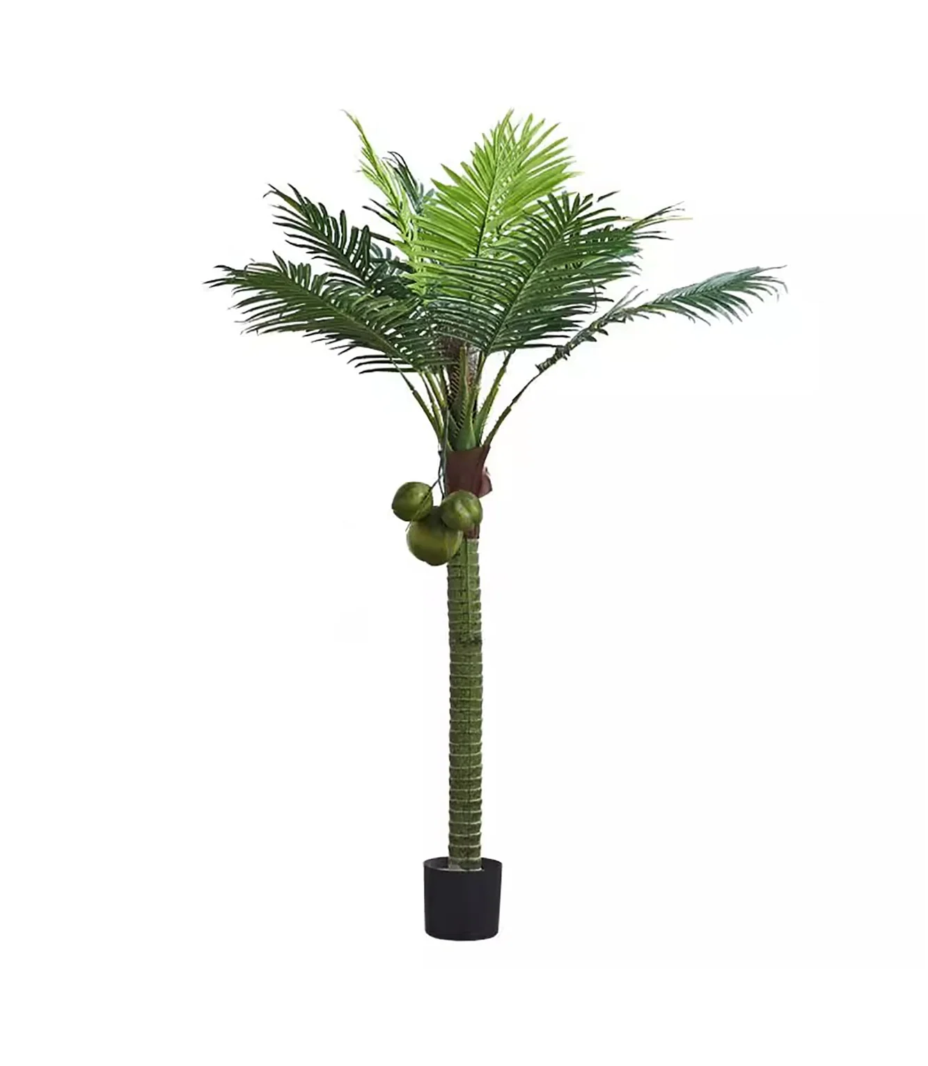 coconut plant china - Image 2