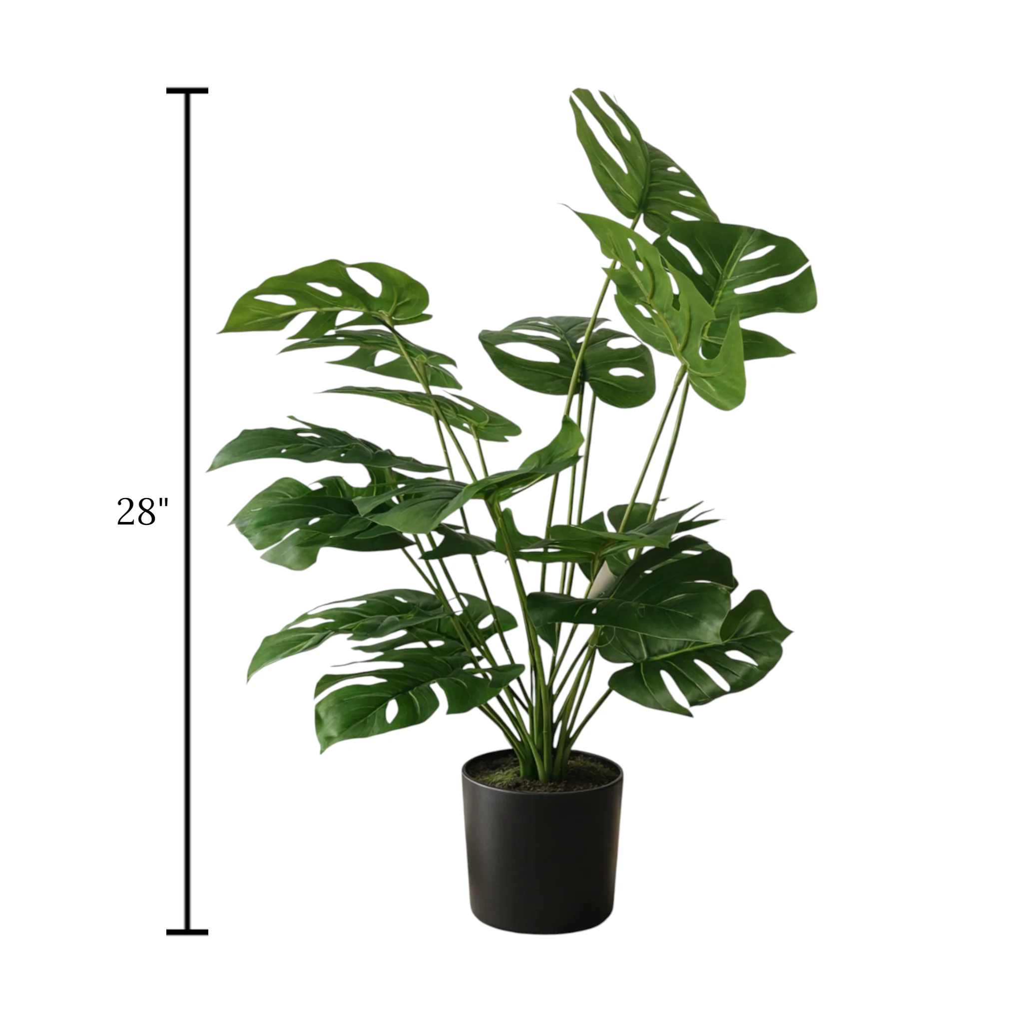 monstera plant with plastic pot 18 small leaves china 28" - Image 2